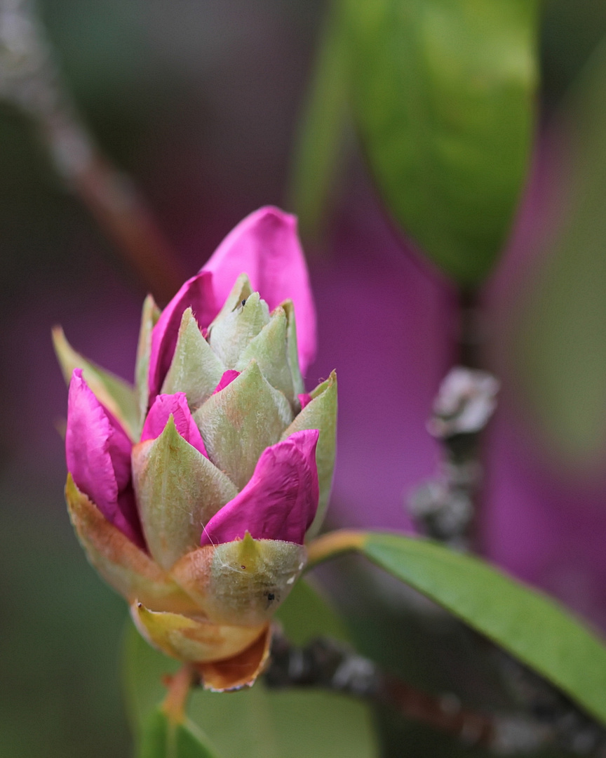 Rhododendron