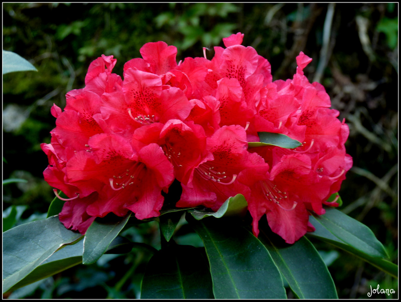 rhododendron