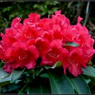 rhododendron