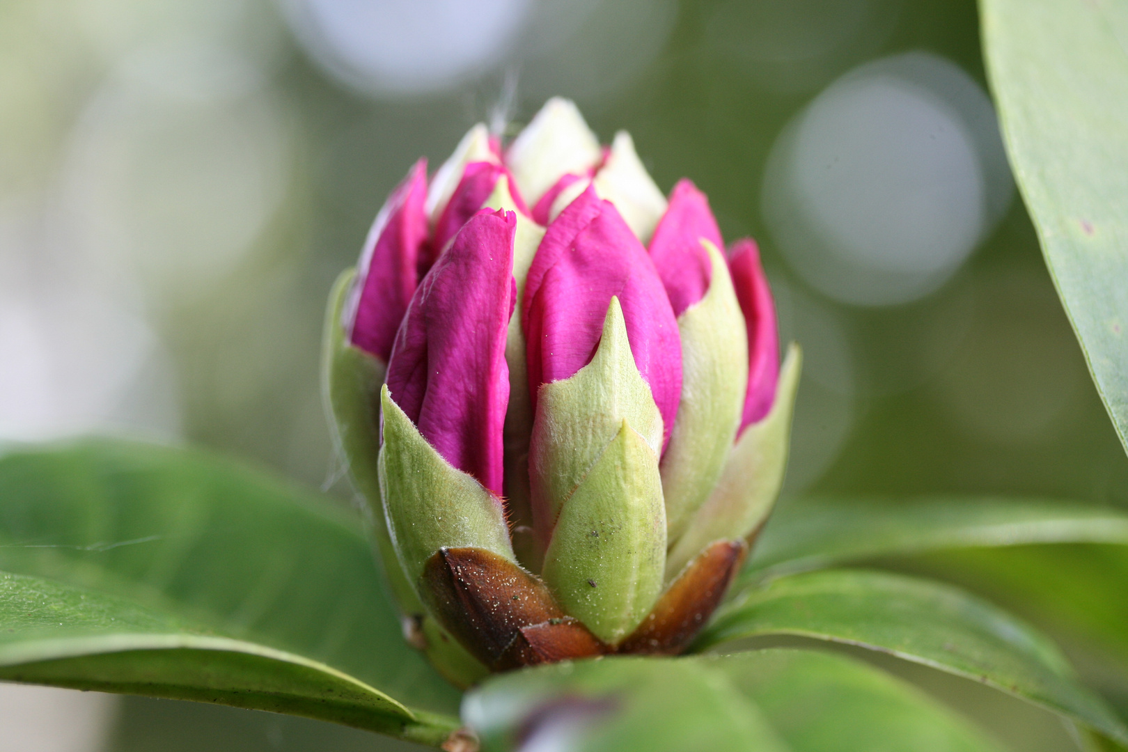 Rhododendron