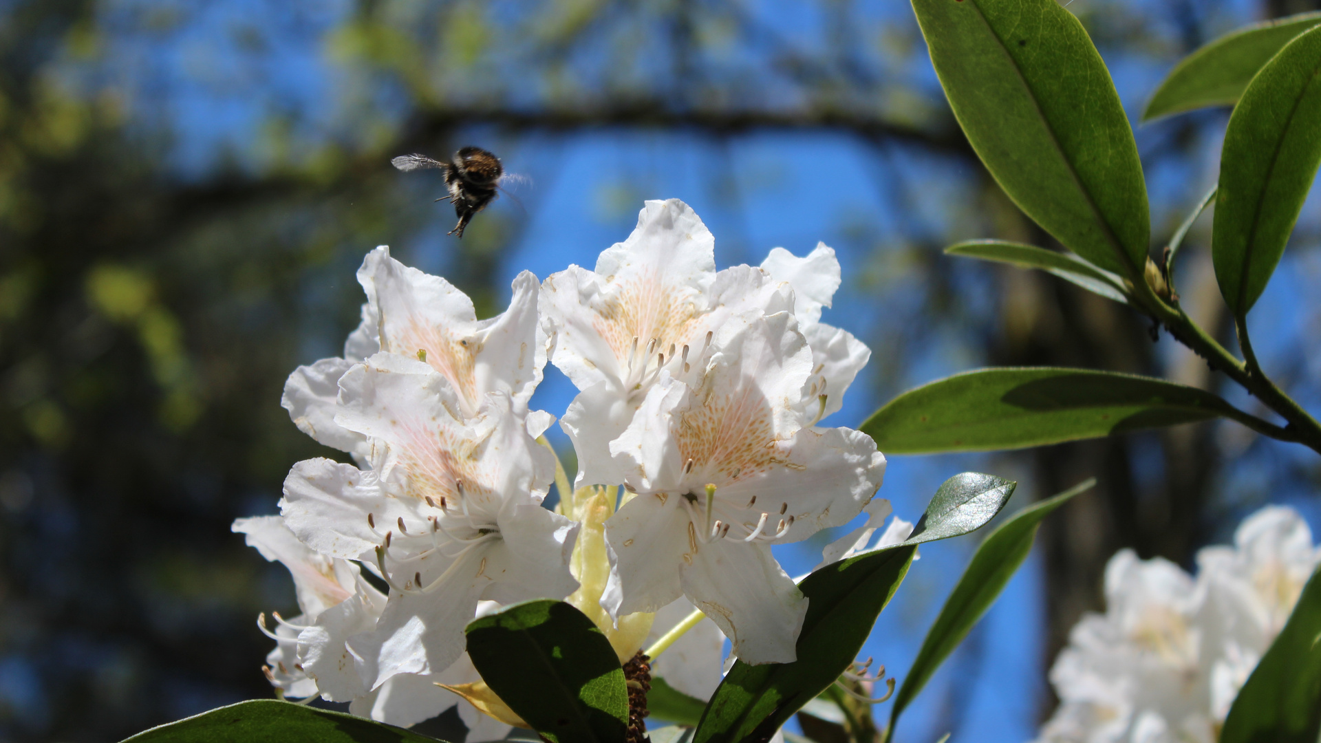 Rhododendron