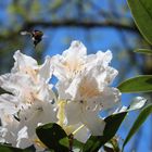 Rhododendron