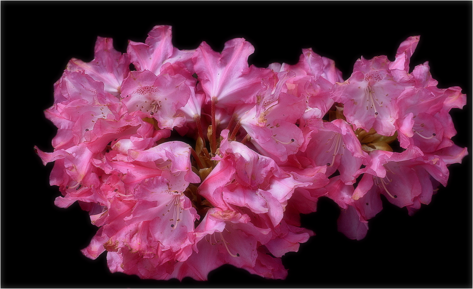 rhododendron