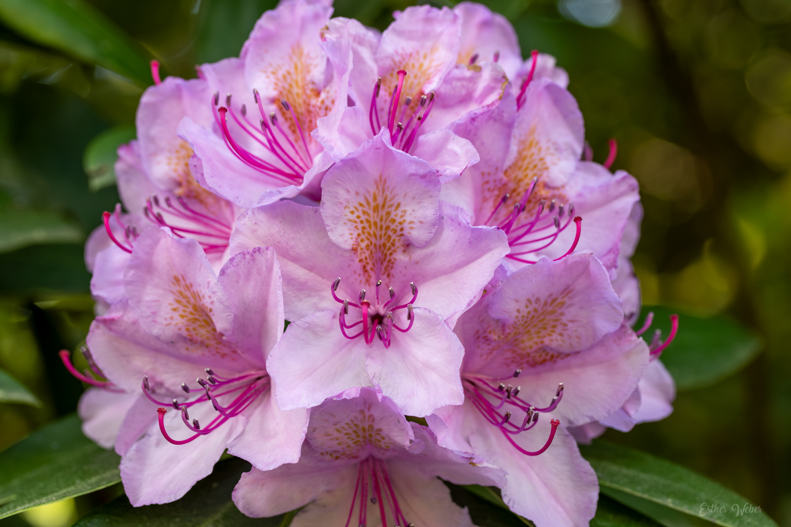 Rhododendron