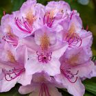 Rhododendron