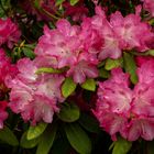 Rhododendron