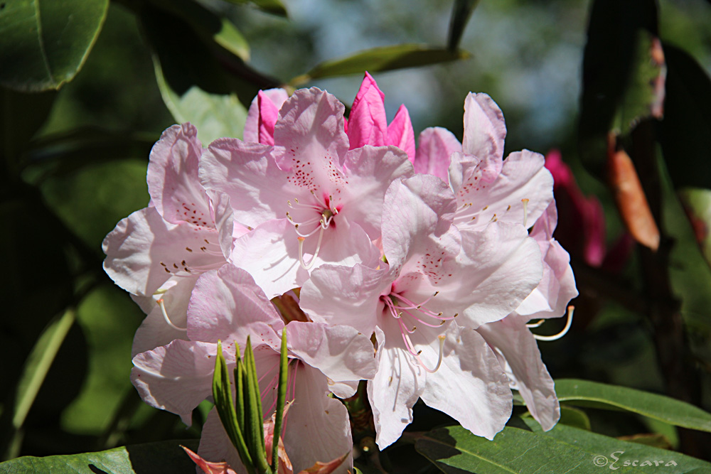 Rhododendron