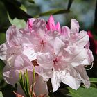 Rhododendron