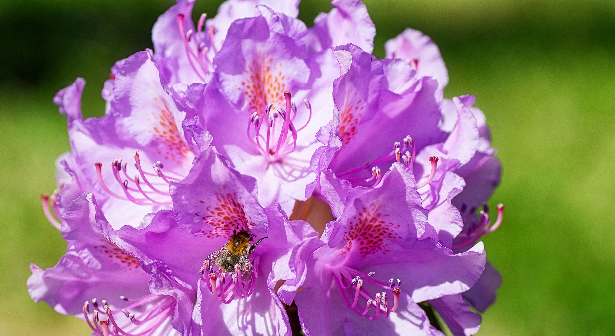 Rhododendron 