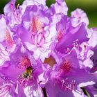 Rhododendron 