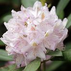 Rhododendron -6-