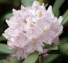 Rhododendron -6-