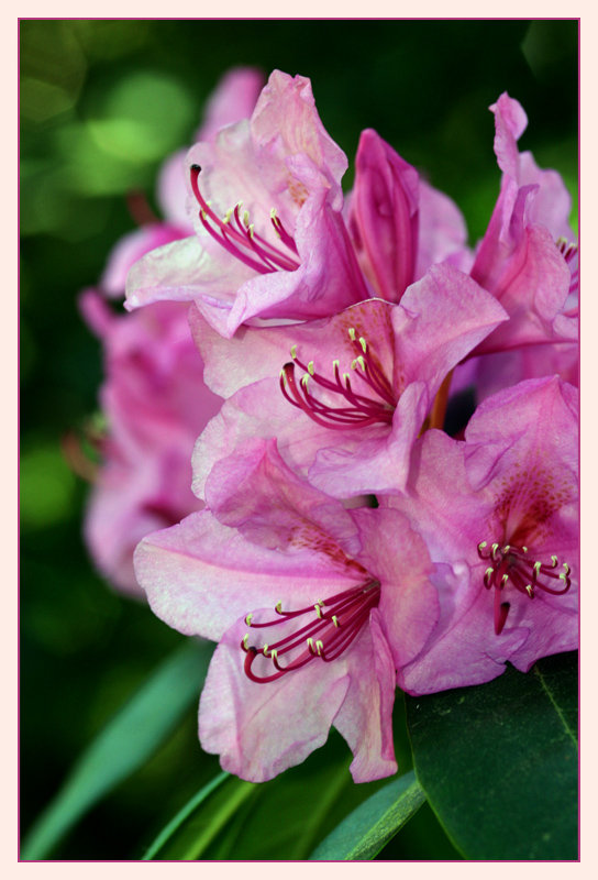 Rhododendron