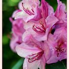 Rhododendron