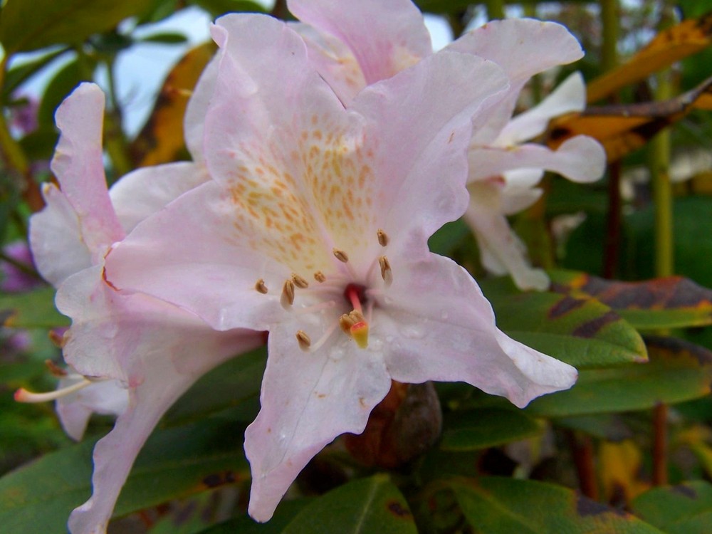 Rhododendron