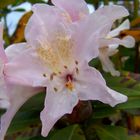 Rhododendron