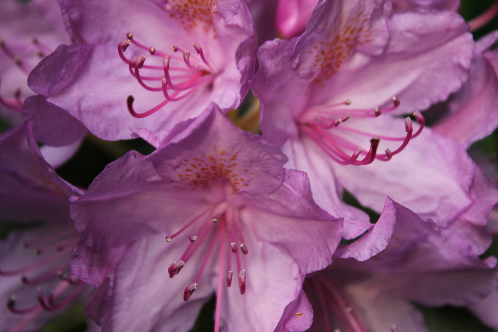 Rhododendron