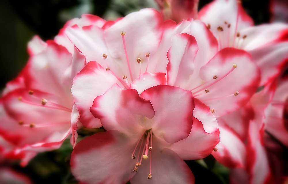 Rhododendron