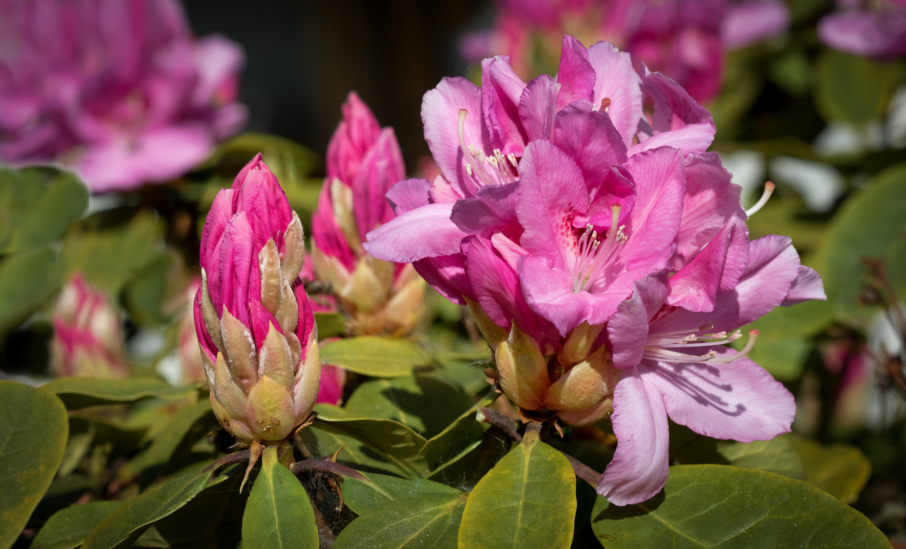 rhododendron