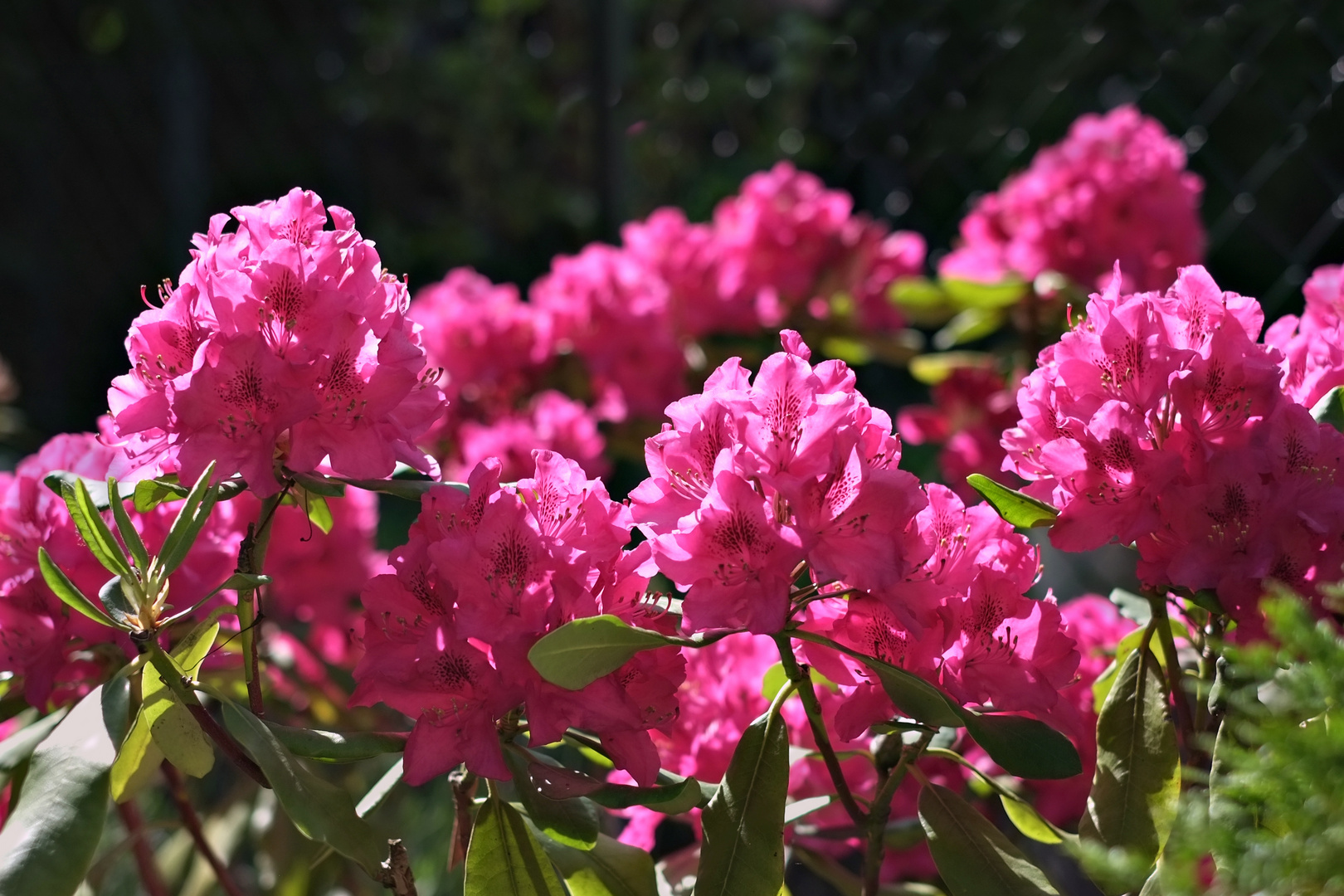 Rhododendron