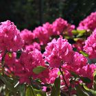 Rhododendron