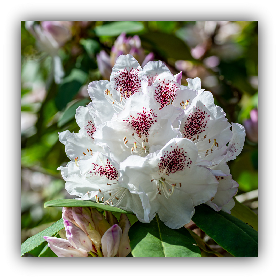 Rhododendron