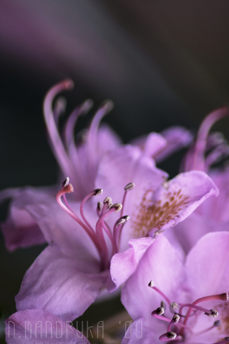 Rhododendron