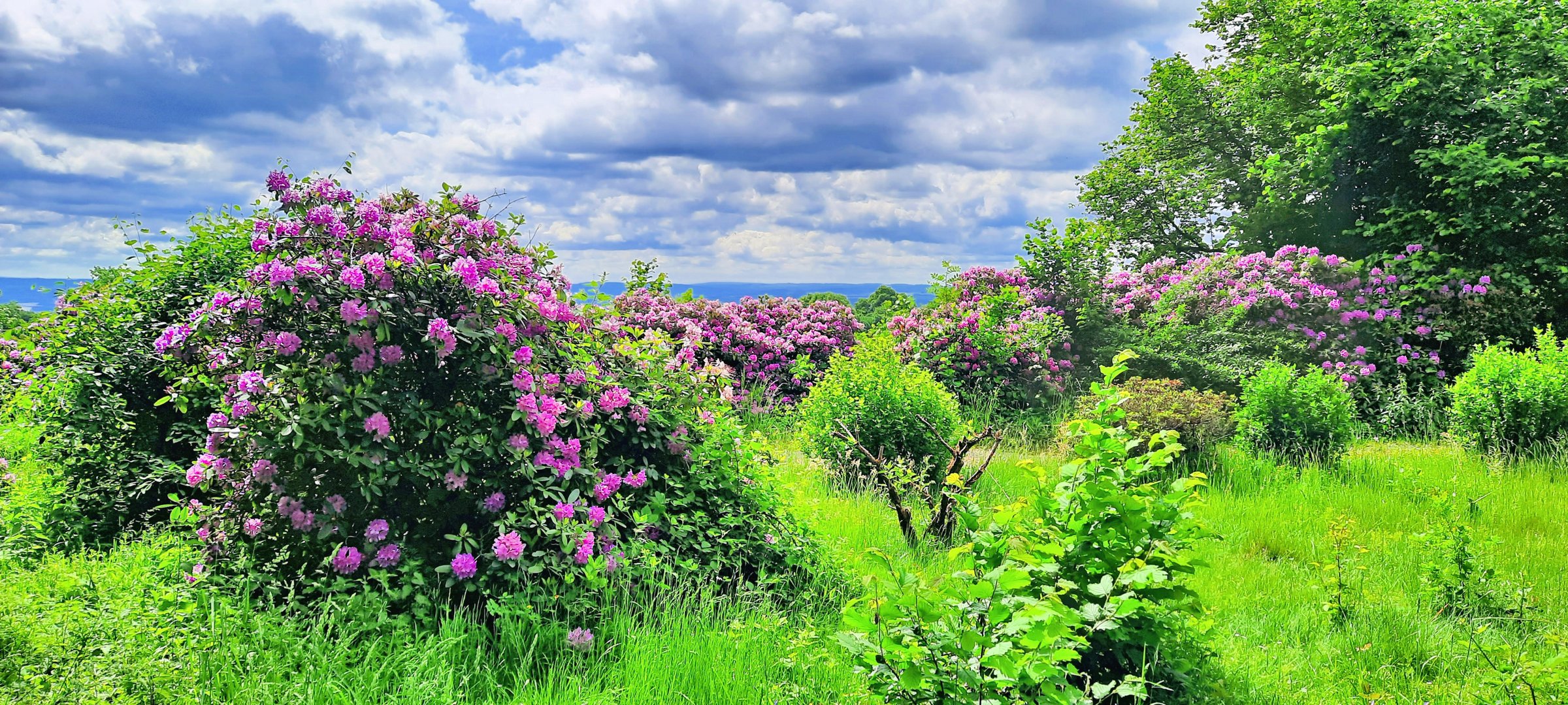 Rhododendron