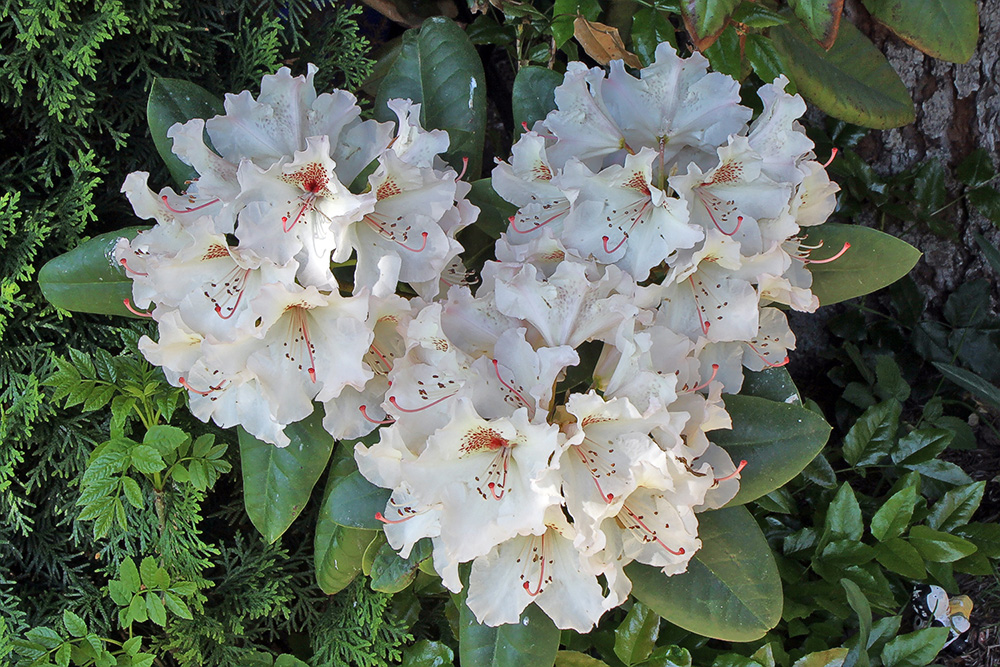 Rhododendron