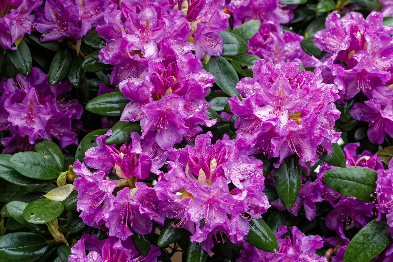 Rhododendron