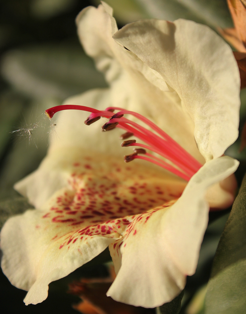 Rhododendron