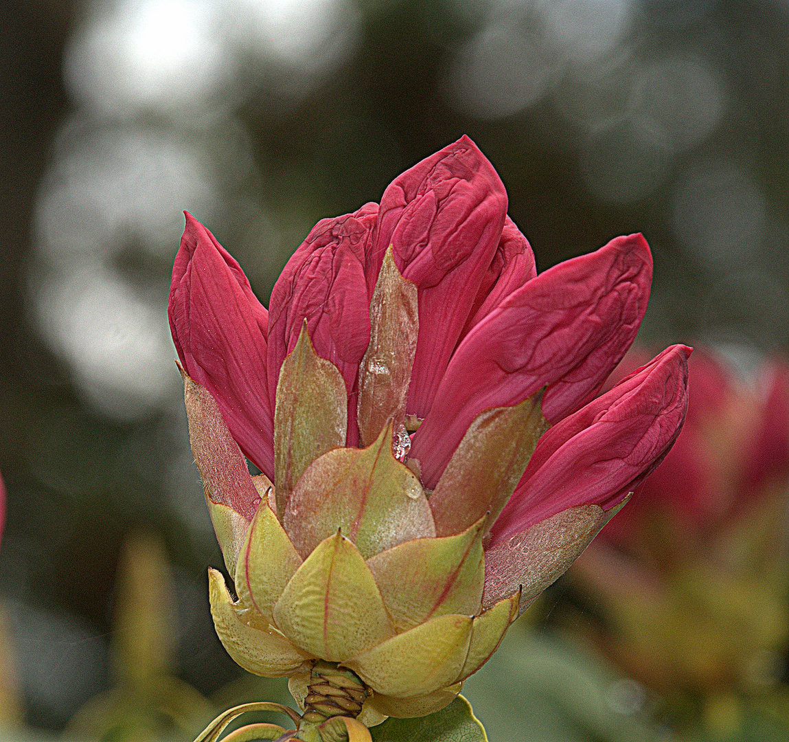 RHODODENDRON