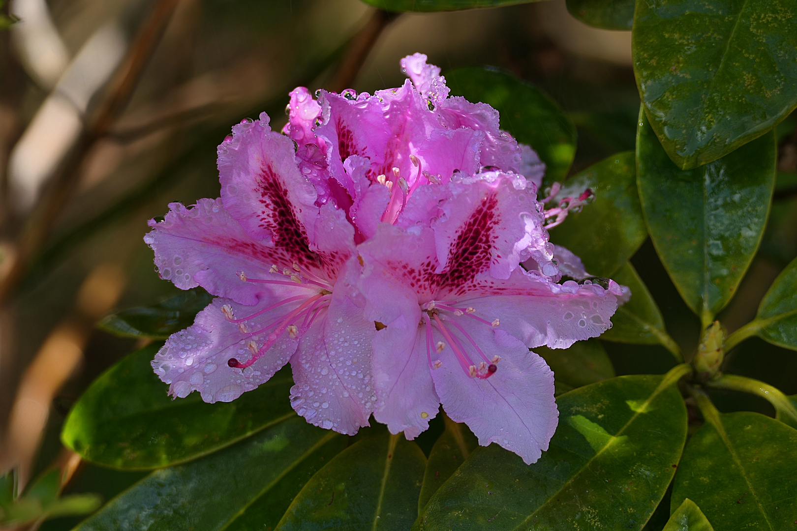 Rhododendron