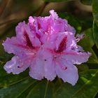 Rhododendron