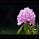 Rhododendron