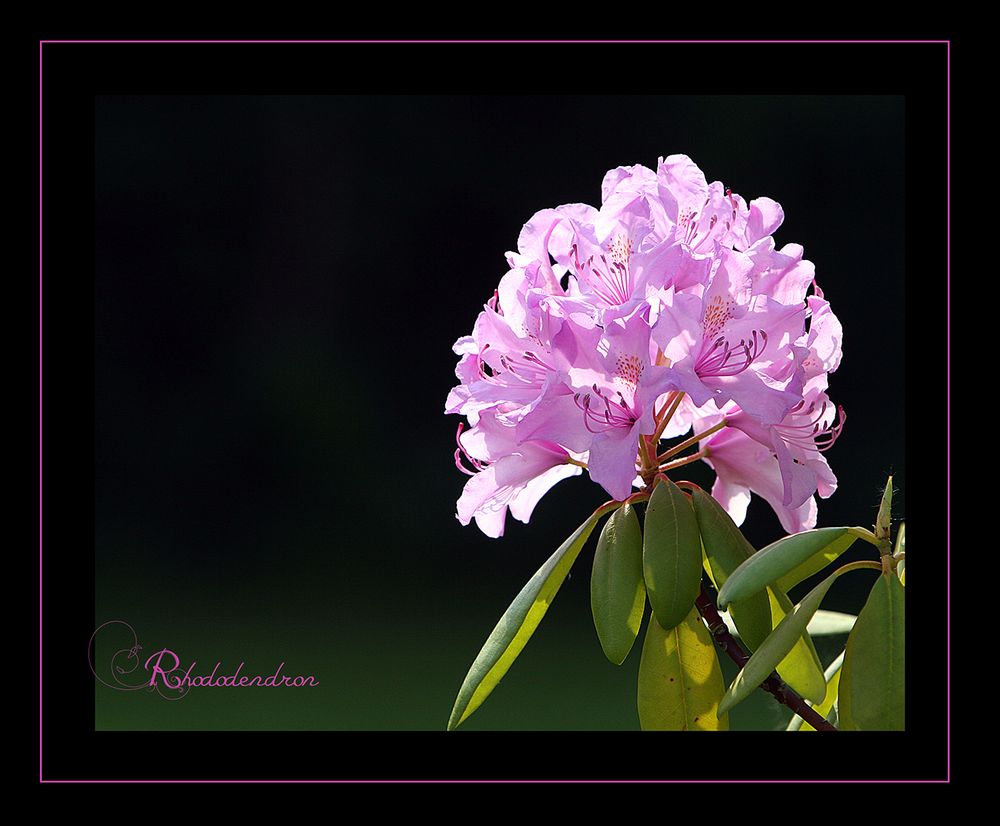 Rhododendron