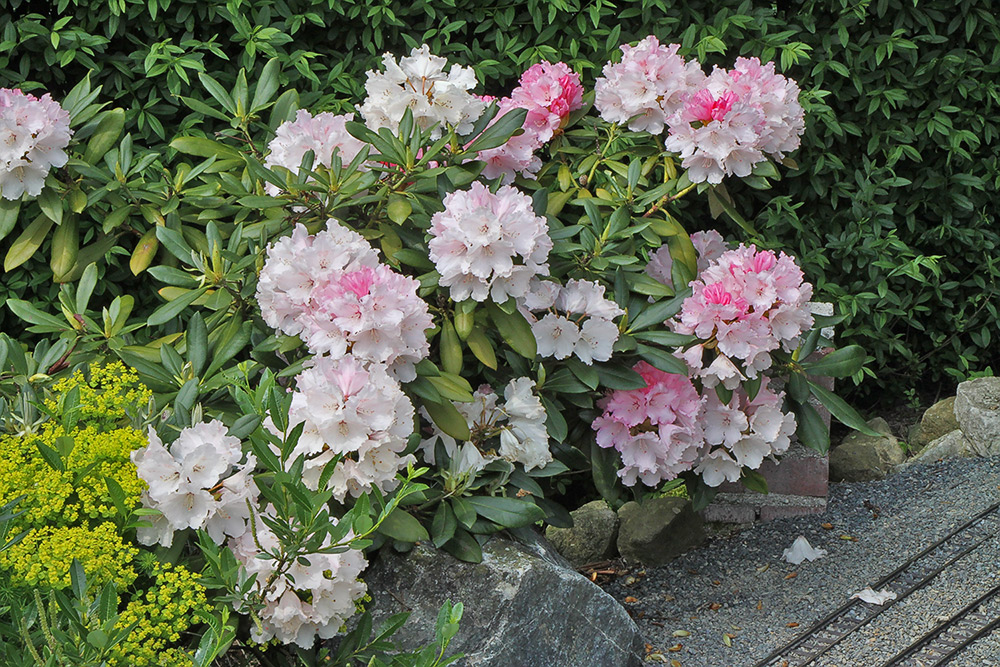 Rhododendron