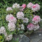 Rhododendron