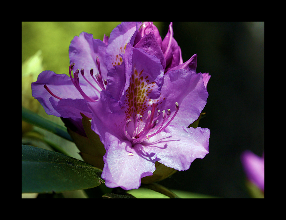 Rhododendron