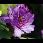 Rhododendron