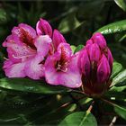 Rhododendron 