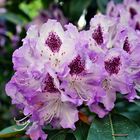 Rhododendron