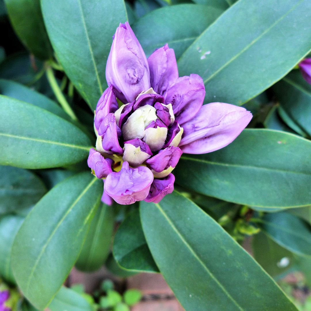 Rhododendron