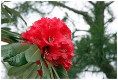 Rhododendron