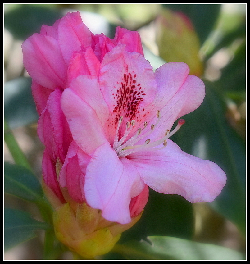 rhododendron