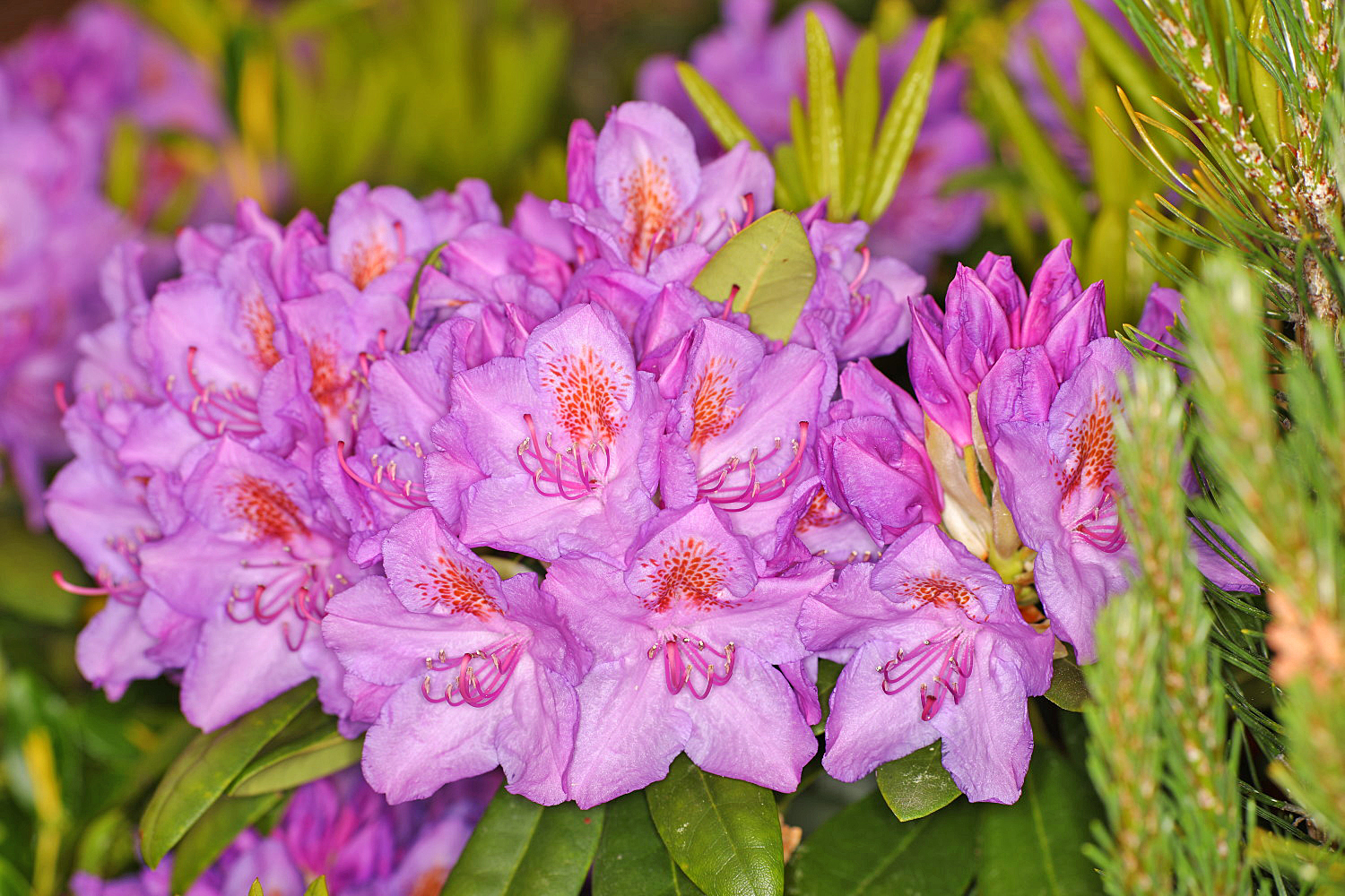 Rhododendron