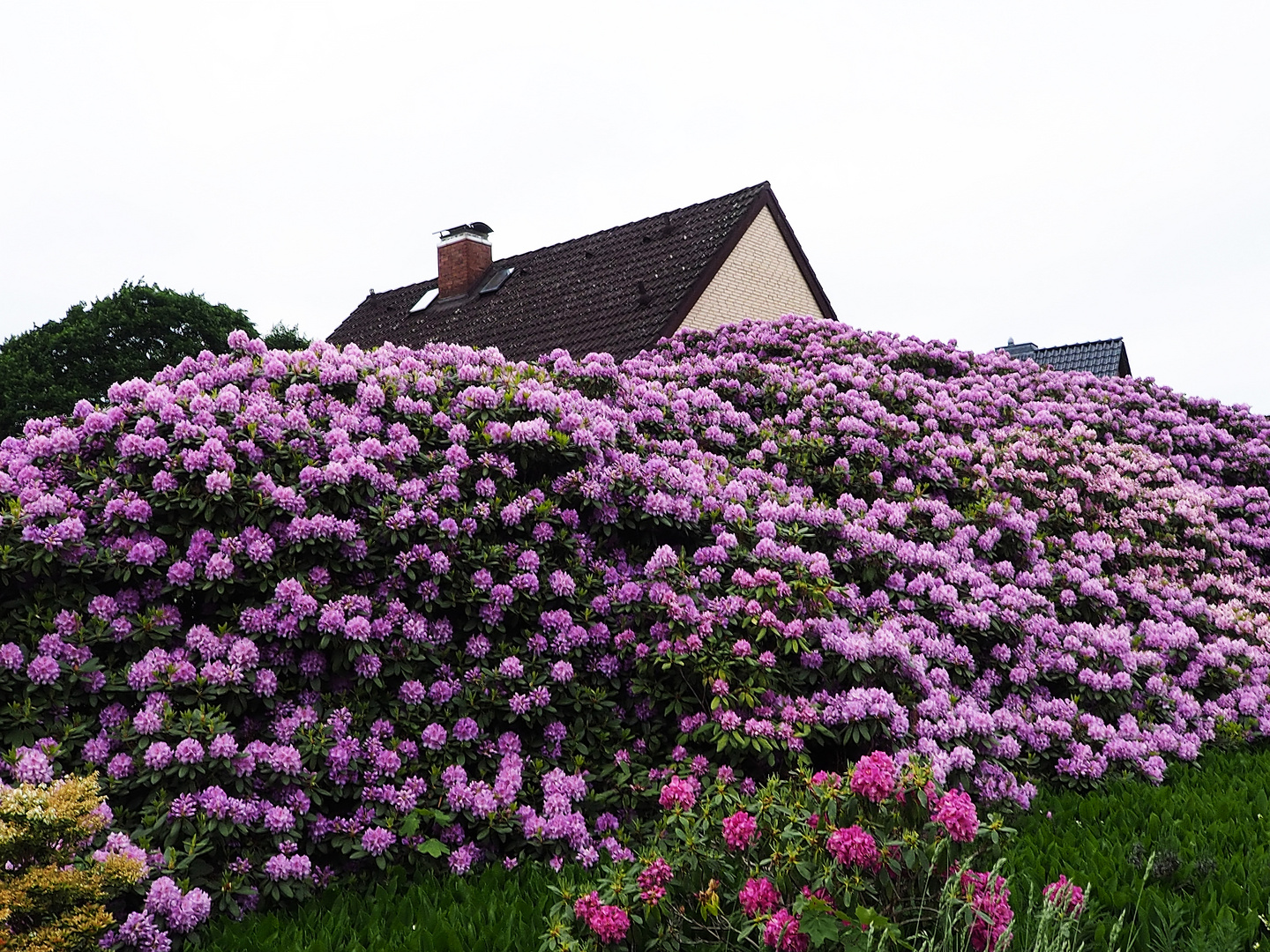 Rhododendron