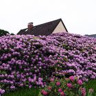 Rhododendron