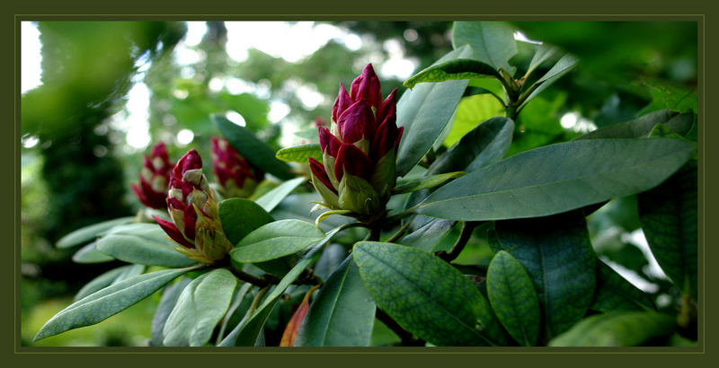 Rhododendron