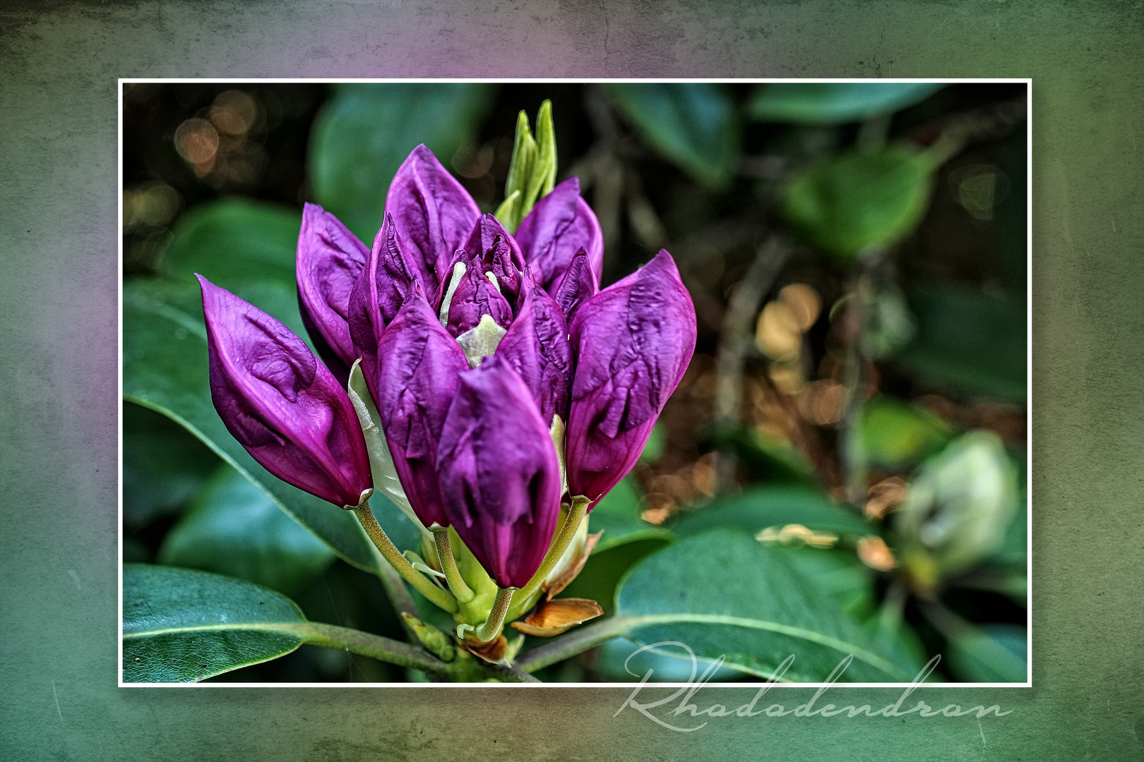 Rhododendron